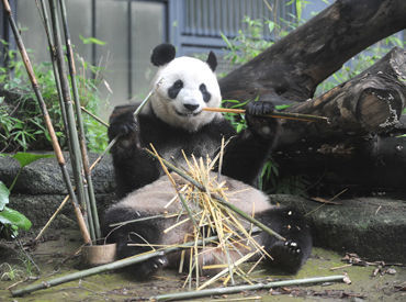 公益財団法人東京動物園協会　恩賜上野動物園 双子パンダで人気！
通勤するだけでもワクワク♪
動物に囲まれてお仕事！
レアな経験ができます◎