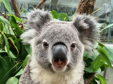 公益財団法人鹿児島市公園公社（平川動物公園） 高校生～主婦(夫)さんまで、幅広い世代を歓迎します！！
短期のみもOKなので、お気軽にご応募ください◎