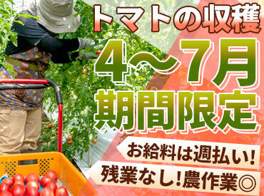 北日本産業株式会社 ＼毎年人気の農作業案件！／4～7月の期間限定★40～60代のリピータースタッフも多数！？未経験さんも安心の簡単作業です