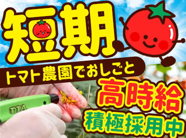 株式会社エア・ウォーター農園　安曇野菜園 トマトの育成補助のお仕事♪
簡単業務で、覚えやすい♪
幅広い方が大活躍中♪