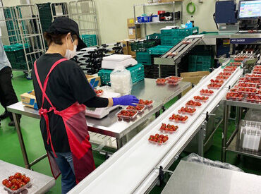 株式会社ロピア　青果加工センター こちらは他拠点の青果加工センターの
お仕事風景です☆
並べたり、計ったり…難しいお仕事は一切ありません！