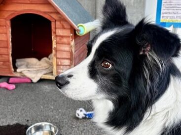 ／看板犬まる子も待ってます♪＼
まるで実家のような安心感がある職場です！
安心の地元企業で働こう♪