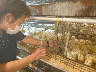 雛鶏の育成のお仕事！なかなか募集にならない人気のお仕事♪