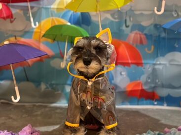 Dog Run Cafe THE RUN ＼飲食経験者WELCOME／
お仕事は丁寧にお教えするので、どなたも安心してご応募ください((=ﾟωﾟ)ﾉ