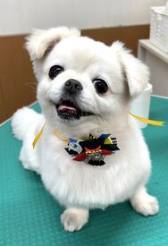 ★資格・経験のある方優遇★
トリマーの資格を生かしたい、これから経験を積みたい方大歓迎！
スキルに応じてお給料もアップ♪