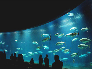 葛西臨海水族園　[公益財団法人　東京動物園協会] ＜神秘的な海の世界◆+…＞
大きな水槽で泳ぐマグロは
圧巻です！
お客様の笑顔あふれる幸せ空間で働いてみませんか？
