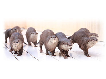 ＼動物のお世話をしたことがなくても大丈夫！／
最初に丁寧にお教えします！
好きを仕事に…♪