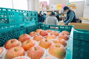 生興産業株式会社 果物に痛みがないか、個数があっているかをチェック！
難しい業務ではありません◎