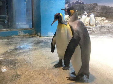 ＼世界最大級のペンギン水族館！／
世界中の9種類・180羽のペンギンが待ってます◎
丸いフォルムに癒される～♪