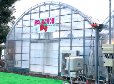 ハウスの中は、常に気温を一定に保っています！
みんなで素敵ないちご農園にしましょう☆
先輩スタッフが優しく指導いたします◎