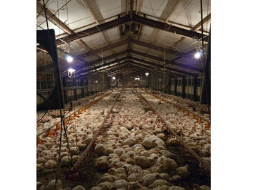 朝型さん必見のレアバイト★
相手にするのは「にわとり」なので
大きな動物は怖い…という方でも
安心して出来るお仕事です◎