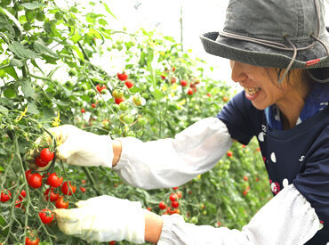 紹介元：JAさっぽろ 石狩八幡支店　(紹介先：石狩市内･近郊の各農家さん)(001) 主婦さん、シニア世代も活躍中♪
苗植え、ハウス設営の手伝い、除草など…。
未経験から出来るシンプルなお仕事がメインです！