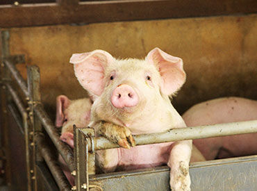 経験や知識より大切なのは愛情を持って、
ブタちゃんの飼育を行うこと◎
まずはお問合わせだけでもお待ちしております♪