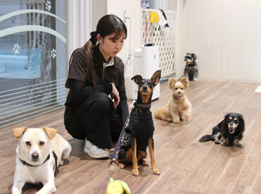 神戸ベイシェラトン ホテル＆タワーズ　SHERATON DOG 世界の「シェラトン」ブランド！
安定＆安心感を兼ね揃えた環境でもっと丁寧に活かしませんか？
一頭一頭に向き合えるのも◎