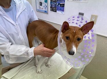 池田動物病院 大切なパートナー達の元気をサポート
ワンちゃん・ネコちゃん・ウサギさんetc.
カワイイ動物たちがお客様です♪