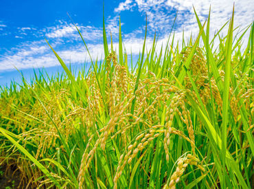 農作業がはじめての方も大歓迎!
お仕事内容はシンプルなので、どなたでも活躍できます♪
一緒にお米の苗を育ててみませんか?