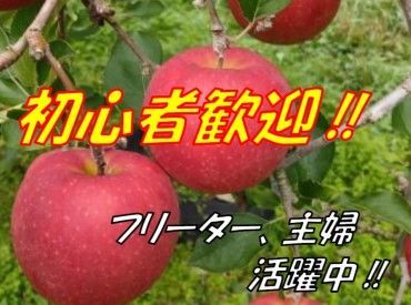 株式会社樽輪りんご農園 収穫作業の経験がない方でもご安心！

１から丁寧に教えます◎
⇒作業自体も簡単なので、
　すぐ覚えられます！