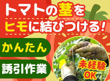 株式会社エア・ウォーター農園　安曇野菜園 ハウス内は土を使わない清潔な環境！安心して働ける職場です。