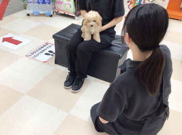 ペットワールドアミーゴ北島店 『接客する・販売する』という意識を持って働いていただける方を歓迎！
サポート体制も整っていますのでご安心ください◎