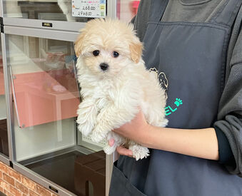 広中ケンネル　豊橋本店 愛くるしいワンちゃんネコちゃんが、
あなたに会えるのを待っています♪