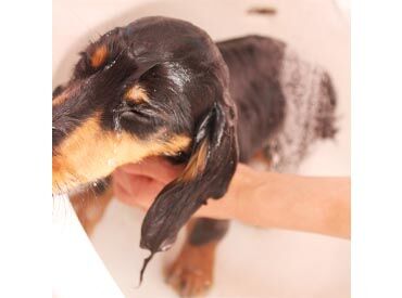 動物好きなら1度は憧れた"ペットショップでのお仕事"が叶います◎
わからない時は先輩へバトンタッチでOK！