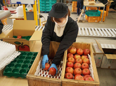 株式会社東根農産センター 温度管理された建物内で
「座って作業」できるから体力面も安心♪
モクモク仕分け 楽しくてハマっちゃいます！
※画像はイメージ