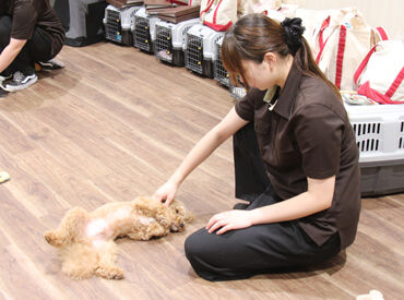 ブランクのある方もOK！
『やっぱり犬に関わる仕事がしたい』
『動物が大好き』そんな方、お待ちしてます♪