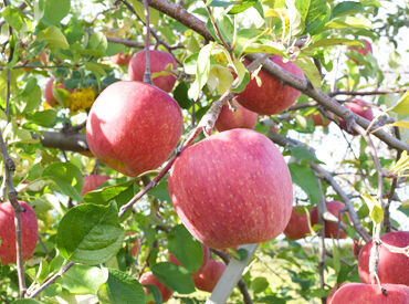 大湯ファーム 四季豊かな弘前でりんご農家として働きませんか？
スタッフ一同、1年を通して楽しくりんご作りに取り組んでいます◎