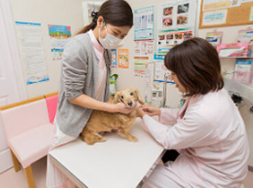 週1,3h~OKなので働きやすい◎
獣医師や動物看護師のサポート、片付けなど
簡単なことからお任せ!