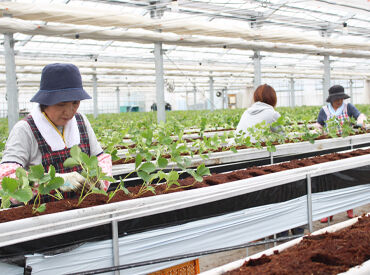 歴史ある宮城の農園で、全国に誇れるいちご作りに携わってみませんか？
新しい農業のカタチを一緒に広げていきましょう！