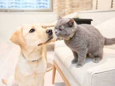 JARVISどうぶつ医療センター Tokyo 資格不要！どうぶつのお世話もお願いします♪
どうぶつが好きな方にはピッタリ★