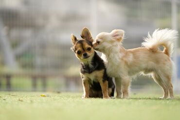 株式会社GSR 小型犬に囲まれて仕事ができる環境！25年5月にできたばっかなので綺麗で働きやすさ◎