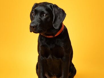 ＊本社の看板犬です♪＊
一緒にお仕事できることを楽しみにしています！