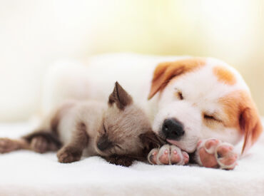 スマイルどうぶつ病院 実籾 可愛らしい動物たちとお仕事でふれあいませんか？
分からないことはスグ聞ける環境◎