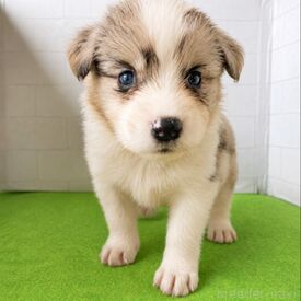 スマイルドッグファミリー 犬のお世話や見守りなど、
ワンちゃんと関わるお仕事です♪
