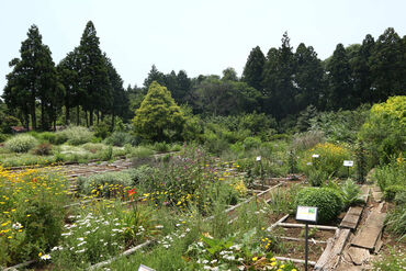 出荷された花粉は花粉症の治療薬として使用されます♪
「花粉症が憎い」「社会に貢献したい」そんな人にオススメ◎