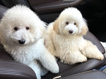 ＼犬好きさん大歓迎！／
わんこと一緒に出勤もOKです！
写真は代表が飼っているわんちゃん♪
一緒に出勤することもあります◎