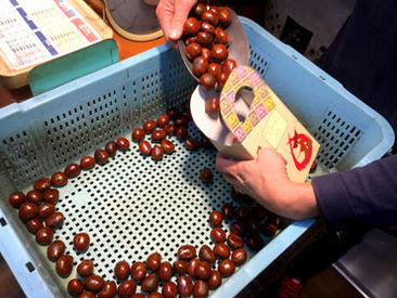 誰でもスグに覚えられる♪
甘栗を運んだり、袋にササっと入れたり…
あま~い香りに包まれながら、先輩のサポートをお任せ!