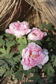 上野東照宮ぼたん苑  「1人は緊張する…」なんて方も心配なし！
友達と誘い合っての応募もOK◎
気の知れた仲間たちと一緒に楽しくお仕事できますよ♪