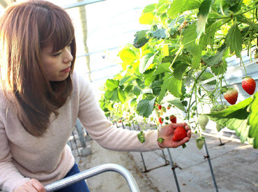 株式会社燦燦園　山元町本社　いちご農園 サポート体制がしっかりしているので、
困った時もすぐに相談できる安心の職場です！
明るく活気のある雰囲気で働けます♪