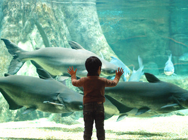 生き物が好き！人と接することが好き！
そんなあなたにピッタリの水族館でのお仕事です♪