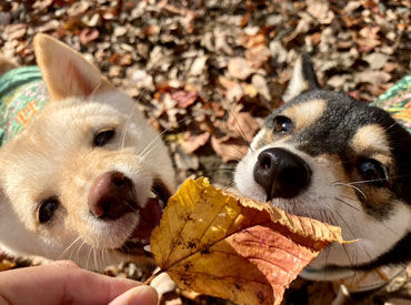 犬の遊び場DOG　FIELD　※2026年1月OPEN 自然いっぱいのキャンプ場で、走り回ったりくつろいだり…♪
そんな姿に癒されながら働けます◎
《接客・受付経験者歓迎》