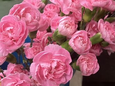 有限会社花匠 基本的なPC操作が出来ればOK◎
綺麗なお花に囲まれながら
晴れやかな気持ちでお仕事ができますよ☆