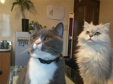 AKA株式会社 ≫事務所にはアイドルにゃんこ♪
疲れたときは見るだけで癒される！
ネコのいるオフィスで働きませんか？
ぜひご応募ください★