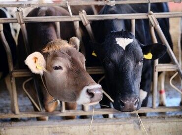 株式会社カワフジ　※勤務地：藤田福男農場 転勤なし！
県外から移住してきた社員も多いのも特徴です！