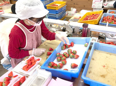石嶋いちご園 服装・髪型・髪色自由です♪
みなさんご自身の好きな可愛いエプロンを付けて働いています♪帽子をかぶるので髪型も自由でOK◎