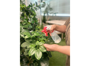 株式会社コーエーテクモホールディングス　本社 植物に触れながら、剪定や景観管理の知識も身につきます。
働きながら手に職をつけたい方にもピッタリです★