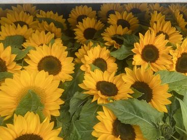 シンプルなお仕事なので初めての方も安心♪