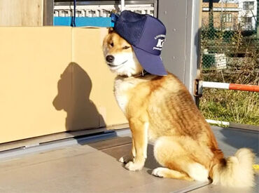 函館営業所にいる看板犬「こじろう」です!
会社のグッズなど、社内キャラクターとして
目にする機会も多いんです◎