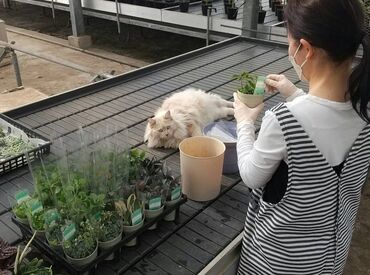 有限会社翠峰園 WワークとしてはじめるのもOKです♪
週2からの勤務だから調整しやすい◎
勤務スタート日の相談も気軽にしてください♪